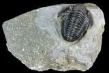 Detailed Gerastos Trilobite Fossil - Morocco #108487-1